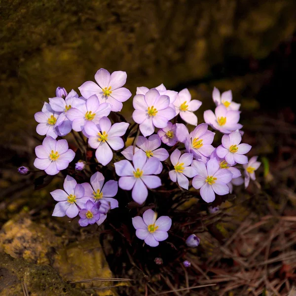 问鼎娱乐百家乐游戏
